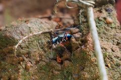 Heptodonta posticalis