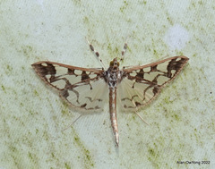 Polythlipta divaricata