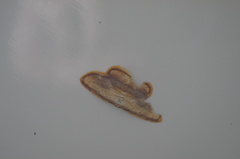 Drapetodes mitaria