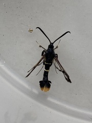 Synanthedon andrenaeformis