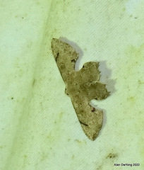 Dysaethria indignaria