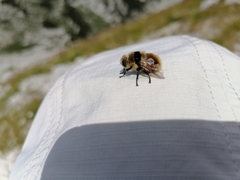 Cephenemyia stimulator