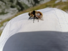 Cephenemyia stimulator