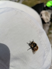 Cephenemyia stimulator