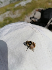Cephenemyia stimulator