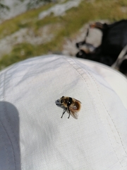 Cephenemyia stimulator