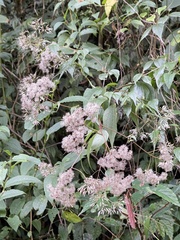Eupatorium formosanum