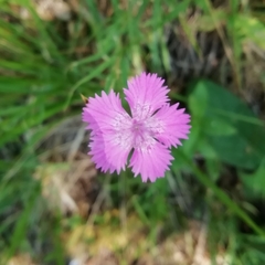 Dianthus seguieri