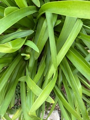 Pandanus amaryllifolius