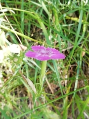 Dianthus seguieri