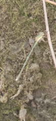 Chalcolestes parvidens