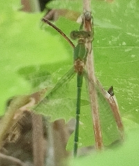 Chalcolestes parvidens
