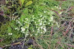 Galium normanii
