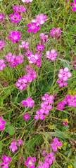 Dianthus deltoides deltoides