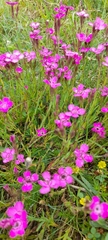 Dianthus deltoides deltoides