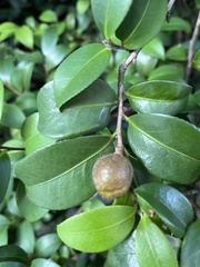 Camellia
