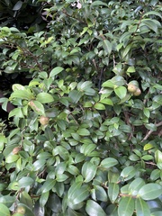 Camellia