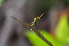 Orthetrum luzonicum