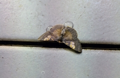 Peratophyga venetia