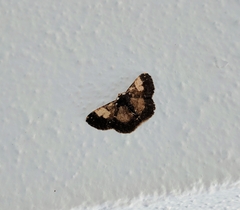 Peratophyga venetia