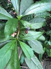 Rauvolfia verticillata