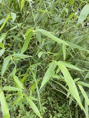 Phyllostachys edulis