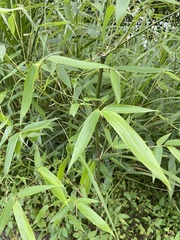 Phyllostachys edulis