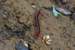 Scolopendra multidens