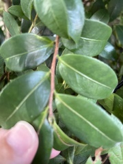 Camellia