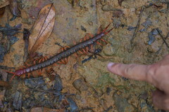 Scolopendra multidens