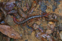 Scolopendra multidens