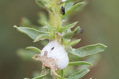 Clastoptera lineatocollis