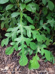 Artocarpus elasticus