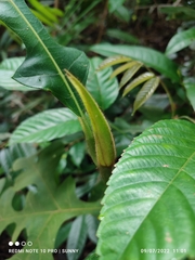 Artocarpus elasticus