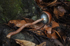 Aureoboletus viscosus