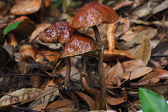Aureoboletus viscosus