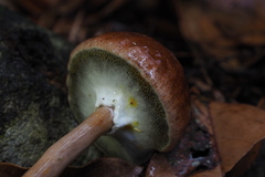 Aureoboletus viscosus