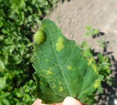Peronospora variabilis