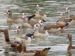 Alopochen aegyptiaca