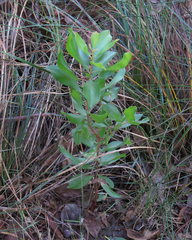 Persoonia stradbrokensis