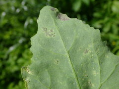 Peronospora variabilis