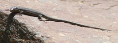 Podarcis muralis