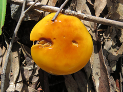 Cortinarius sinapicolor