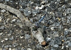 Orthetrum cancellatum