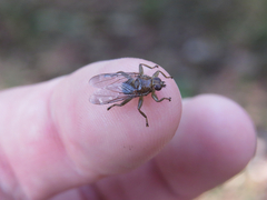 Ornithomya fuscipennis