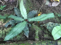 Tectariaceae