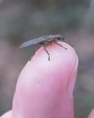 Ornithomya fuscipennis