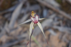 Caladenia lowanensis