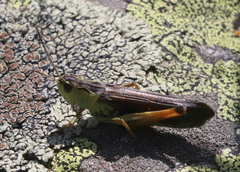 Stauroderus