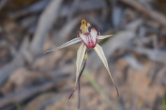 Caladenia lowanensis